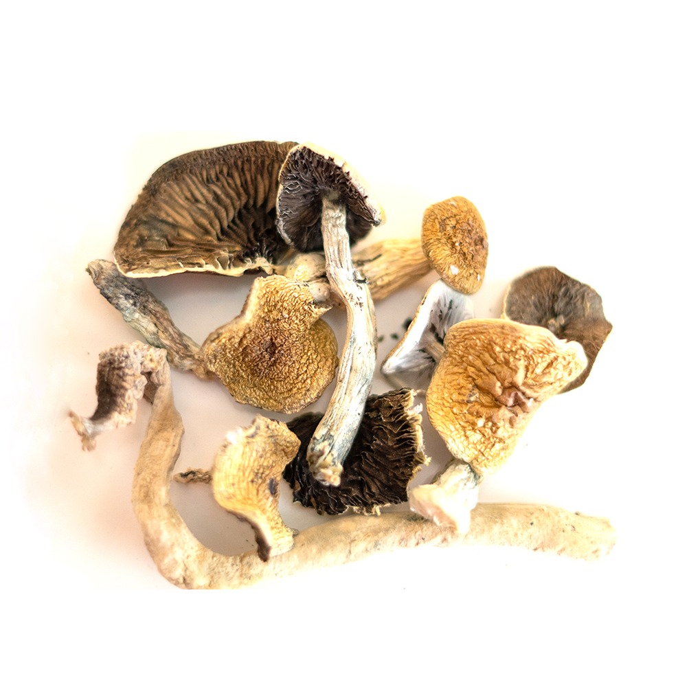 Golden Teacher Magic Mushrooms with Golden Caps – Premium Grade Psilocybin Cubensis for Sale