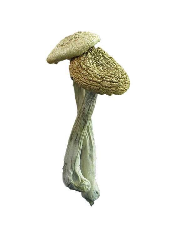 Dried Psilocybe Azurescens Magic Mushrooms