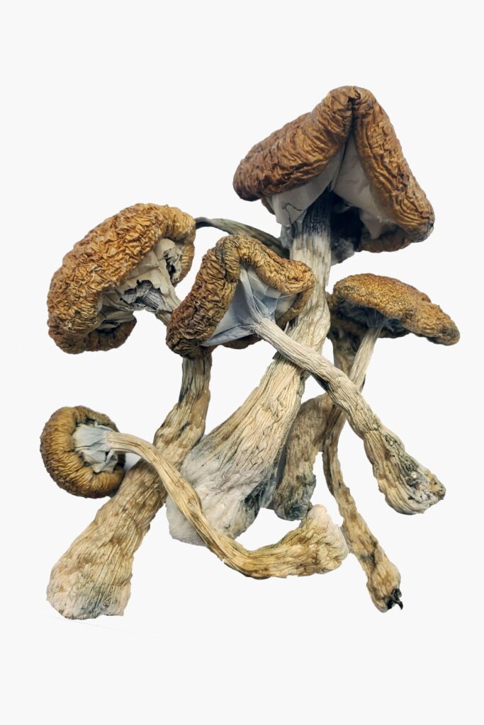 Fresh psychedelic mushrooms with natural texture, wild magic mushrooms close-up